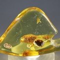 Insect in Amber Specimen ~55mm