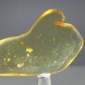Insect in Amber Specimen ~61mm