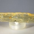 Insect in Copal (Amber) Specimen ~100mm