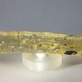 Insect in Copal (Amber) Specimen ~100mm