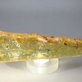 Insect in Copal (Amber) Specimen ~115mm