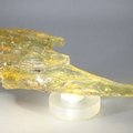 Insect in Copal (Amber) Specimen ~123mm