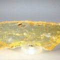 BEAUTIFUL Insect in Copal (Amber) Specimen ~150mm