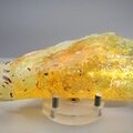 Insect in Copal (Amber) Specimen ~155mm