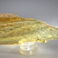 Insect in Copal (Amber) Specimen ~185mm