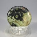 Kambaba Jasper Flat Tumblestone ~39mm
