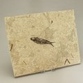 Knightia Fish Fossil Plate ~ 26x22cm