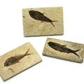 Knightia Fossil Fish Plate