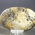 Leopard Skin Jasper Palmstone (Extra Grade) ~70x50mm