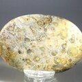 Leopard Skin Jasper Palmstone (Extra Grade) ~70x50mm