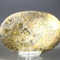 Leopard Skin Jasper Palmstone (Extra Grade) ~70x50mm
