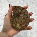Madagascan Ammonite Fossil Pair ~10.9cm