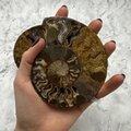 Madagascan Ammonite Fossil Pair ~11.4cm