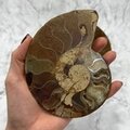 Madagascan Ammonite Fossil Pair ~13.7cm