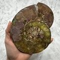Madagascan Ammonite Fossil Pair ~15.2cm