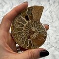 Madagascan Ammonite Fossil Pair ~8.5cm