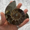 Madagascan Ammonite Fossil Pair ~8.8cm
