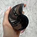 Madagascan Ammonite Fossil Pair ~9.2cm