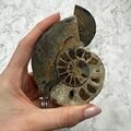 Madagascan Ammonite Fossil Pair ~9.4cm