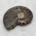 Madagascan Ammonite Fossil (with iridescent Ammolite) ~11.4cm