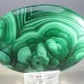 Malachite Palmstone (Extra Grade) ~70x50mm