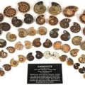Mini Ammonite Pairs