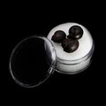 Mini Goniatite Fossils -Pack of 3