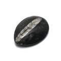 Mini Orthoceras Fossils