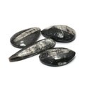Mini Orthoceras Fossils
