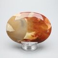 Mookaite Palmstone (Extra Grade) ~70 x 50 mm