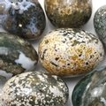 Ocean Jasper Crystal Egg ~48mm