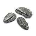 Orthoceras Fossil - Small