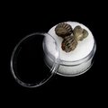 Mini Phacops Trilobite Fossils -Pack of 3