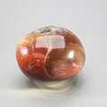 Petrified Wood Extra Large Polished stone ~49mm
