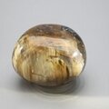 Petrified Wood Extra Large Polished stone ~50mm