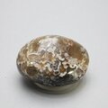 Petrified Wood Extra Large Tumblestone ~47mm
