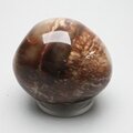 Petrified Wood Extra Large Tumblestone ~48mm