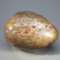 Petrified Wood Extra Large Tumblestone ~62mm