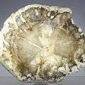 Petrified Wood Polished Slice ~115mm