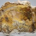 Petrified Wood Polished Slice ~135mm