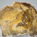 Petrified Wood Polished Slice ~138mm