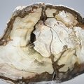 Petrified Wood Polished Slice ~155mm