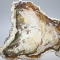 Petrified Wood Polished Slice ~156mm