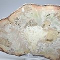 Petrified Wood Polished Slice ~160mm