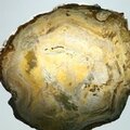 Petrified Wood Polished Tile ~148mm