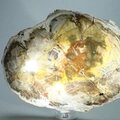 Petrified Wood Polished Tile ~154mm