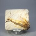 Petrified Wood Polished Tile ~55mm