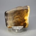 Petrified Wood Polished Tile ~56mm