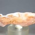 Petrified Wood Polished Tile ~88mm