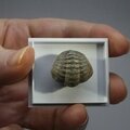 Phacops Trilobite Fossil ~19mm